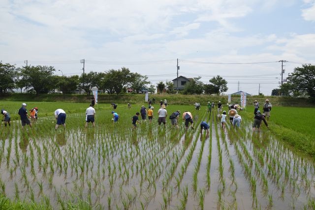 另一種“日本企業(yè)在中國(guó)”：壟斷中國(guó)水田